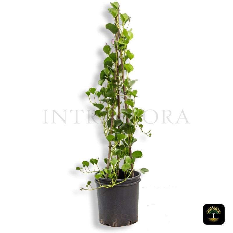 Ipomoea Pes-Caprae