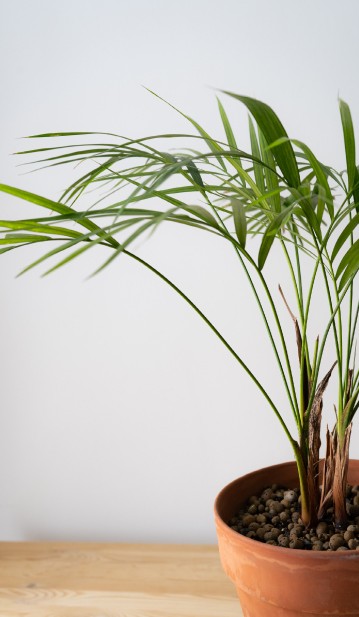 Indoor Plants