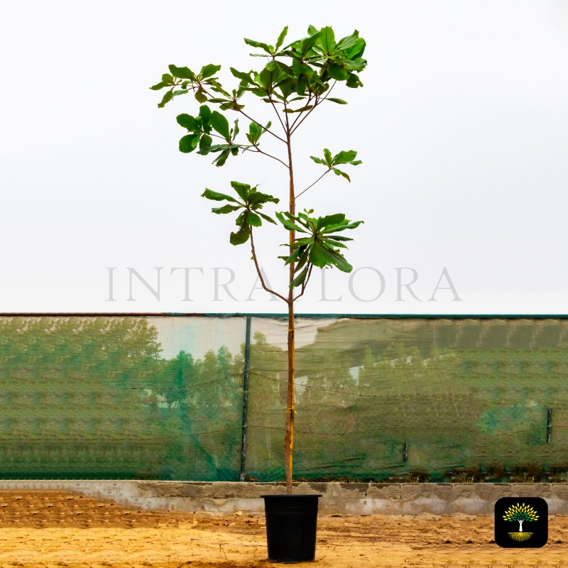 Terminalia Catappa (Almond)