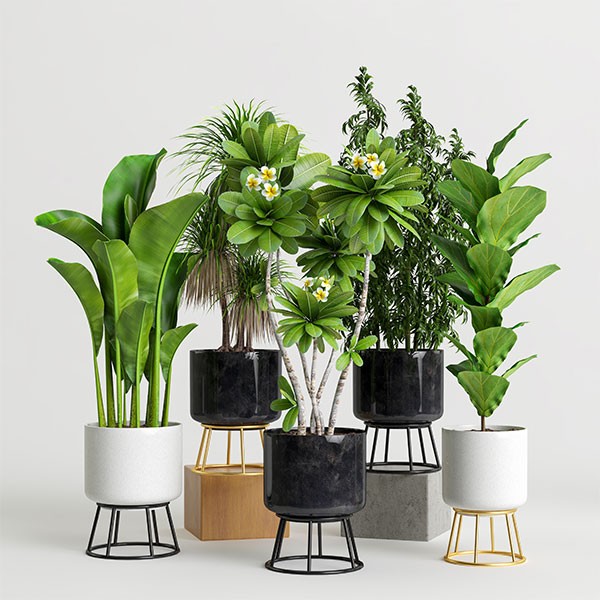 Indoor Evergreen Plants