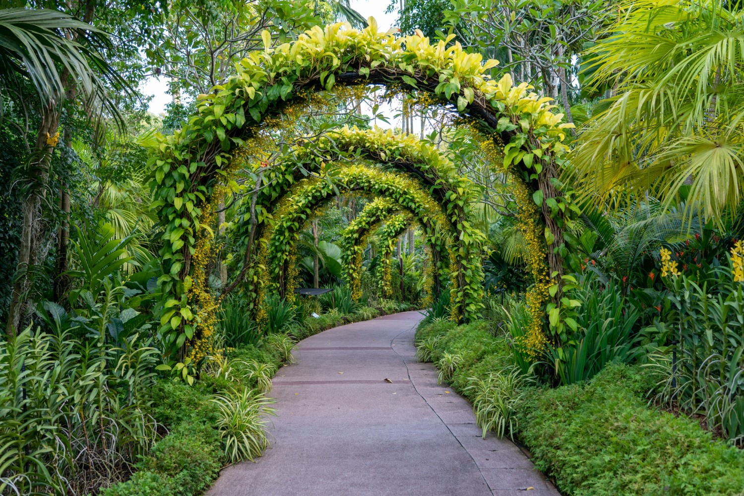 Outdoor Plants