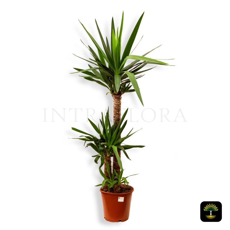 Yucca Elephantipes