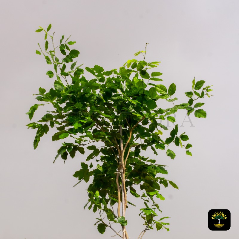 Pongamia Glabra